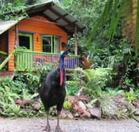 Rainforest Hideaway - Accommodation Brisbane