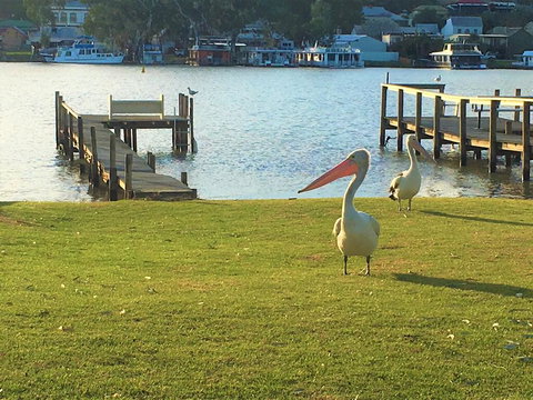 Riverfront Getaway - Mannum - Accommodation Brisbane 0