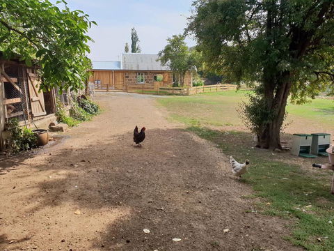 Rosendale Stables - Accommodation Brisbane 2