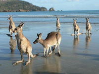 Book Seaforth Accommodation Vacations Accommodation Brisbane Accommodation Brisbane