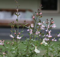Serendipity on Allyn - Accommodation Brisbane