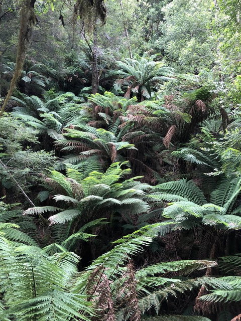 Corinna Wilderness Village - Accommodation Brisbane 12