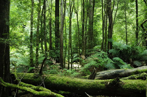 Corinna Wilderness Village - Accommodation Brisbane 37