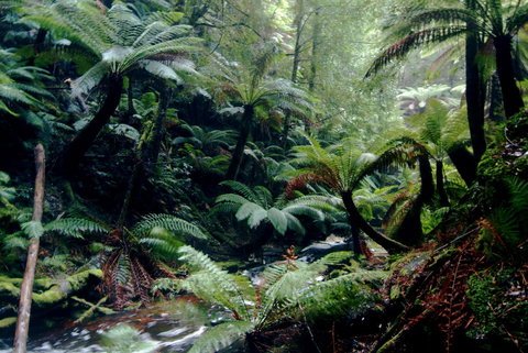 Corinna Wilderness Village - Accommodation Brisbane 41