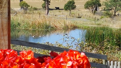 Hazelcreek Cottages - Accommodation Brisbane 11