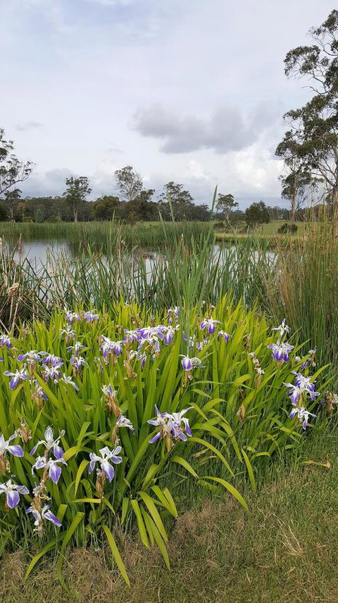 Hazelcreek Cottages - Accommodation Brisbane 1