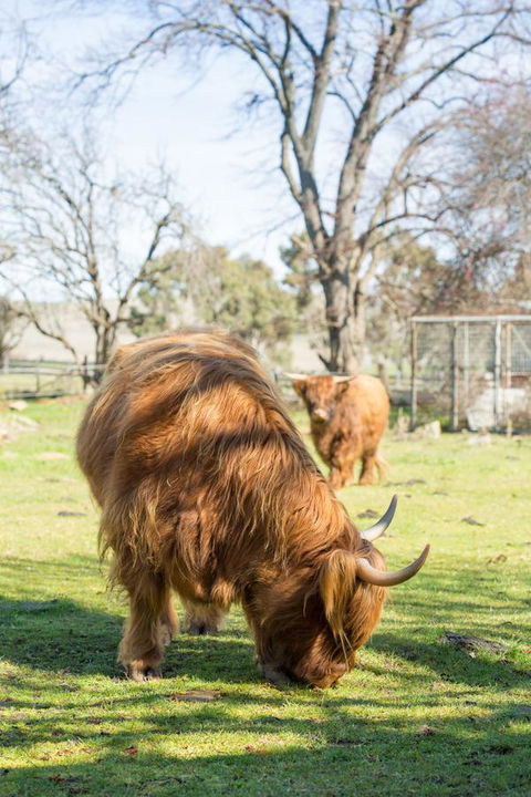 Ratho Farm - Accommodation Brisbane 4