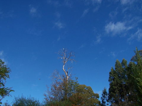 Drumreagh Cabins - Accommodation Brisbane 8