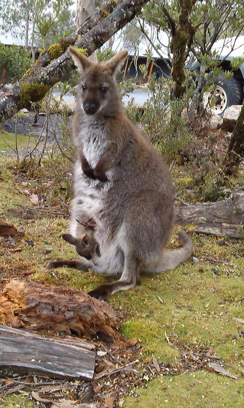 Cradle Mountain Wilderness Village - Accommodation Brisbane 33