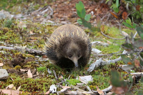 Cradle Mountain Wilderness Village - Accommodation Brisbane 34