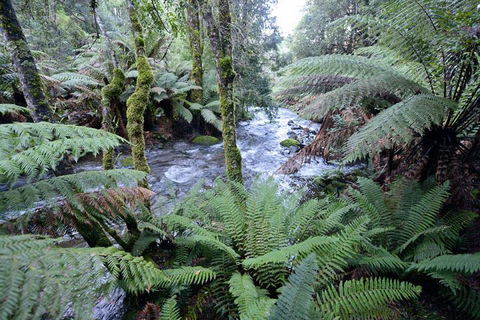 Lemonthyme Wilderness Retreat - Accommodation Brisbane 21