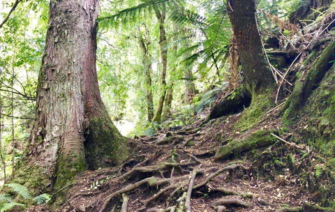 Lemonthyme Wilderness Retreat - Accommodation Brisbane 23