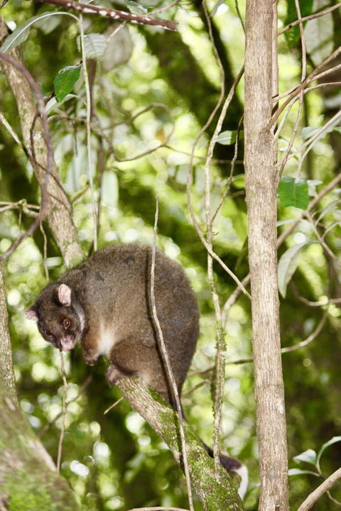 Lemonthyme Wilderness Retreat - Accommodation Brisbane 26