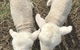 Taras Richmond Farmstay - thumb 27