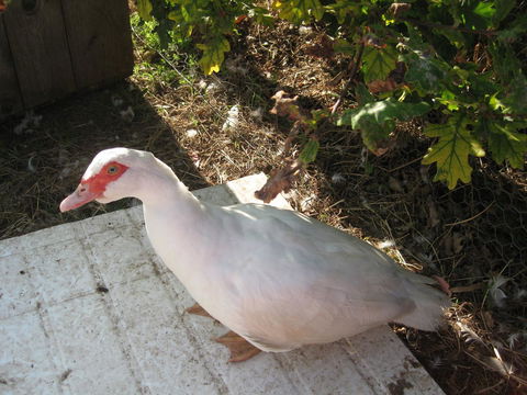 Taras Richmond Farmstay - Accommodation Brisbane 21