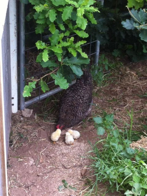 Taras Richmond Farmstay - Accommodation Brisbane 25