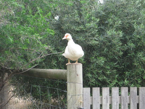 Taras Richmond Farmstay - Accommodation Brisbane 16