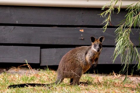 BIG4 Ingenia Holidays Phillip Island - Accommodation Brisbane 13