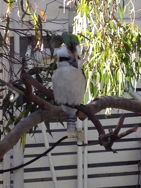 Kookas Retreat - Accommodation Brisbane 16