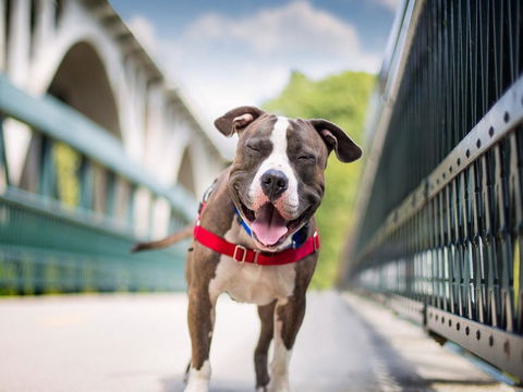 Boutique Stays Sandyside- Sandringham Villa Units - Accommodation Brisbane 7