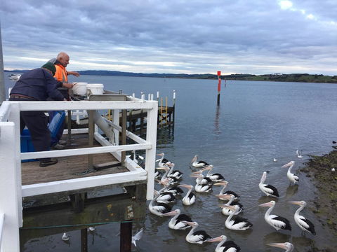 Pelicans Motel San Remo - Accommodation Brisbane 18