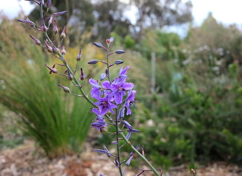 The Chocolate Lily Bed & Breakfast - Accommodation Brisbane 3