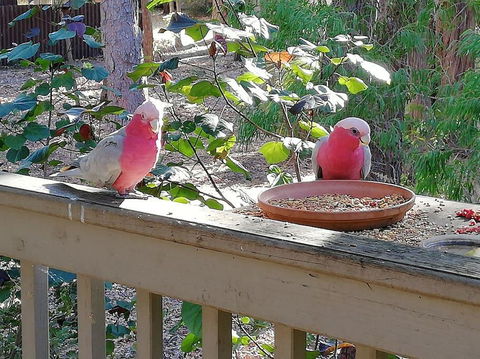 The Treehouse In Dawesville - Accommodation Brisbane 0