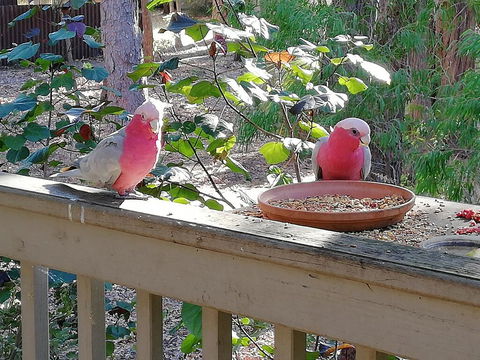 The Treehouse In Dawesville - Accommodation Brisbane 1