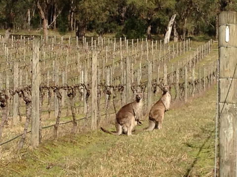 Valley Farm Vineyard Villas - Accommodation Brisbane 2