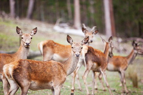 Villa Cervi Property - Accommodation Brisbane 0