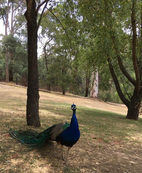 Daydream Cottage - Accommodation Brisbane 23