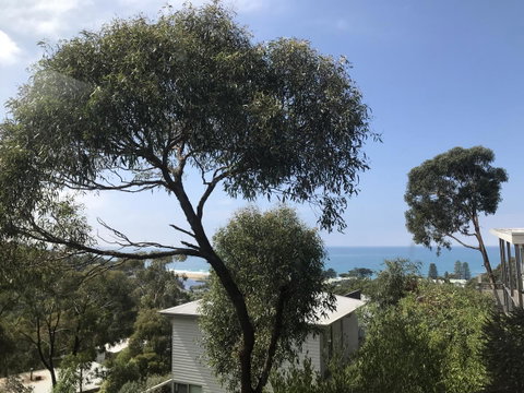 Lorne Sea View Terrace House - Accommodation Brisbane 26