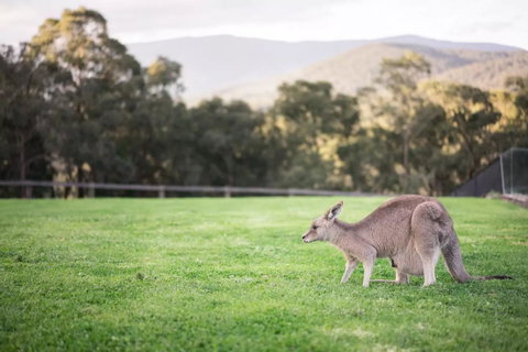 Kangaroo Manor - Accommodation Brisbane 29
