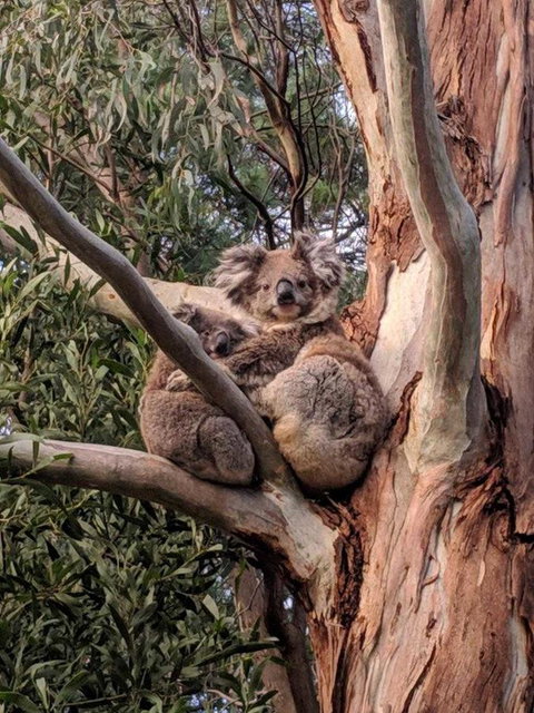 Kangaroo Manor - Accommodation Brisbane 9