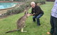 Kangaroo Manor - thumb 13