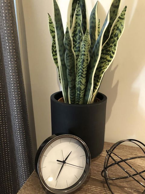 Minni Gums - Accommodation Brisbane 26