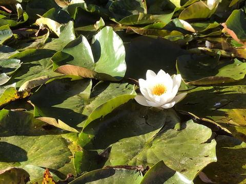 Minni Gums - Accommodation Brisbane 1