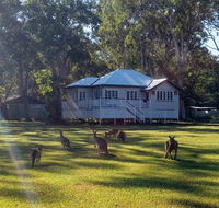 Lake Weyba Noosa Lodge  Kangaroos - Accommodation Brisbane
