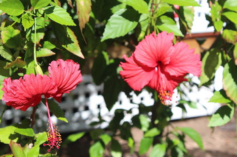 Amaroo On Mandalay, Magnetic Island - Accommodation Brisbane 35