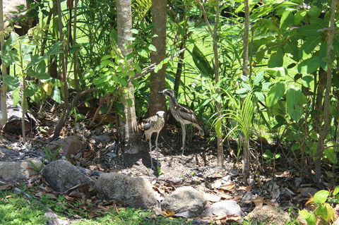 Amaroo On Mandalay, Magnetic Island - Accommodation Brisbane 40