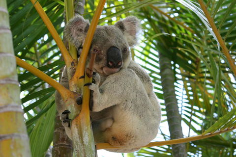 Amaroo On Mandalay, Magnetic Island - Accommodation Brisbane 44