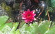 Bed & Breakfast 1 Bedroom Guest House - thumb 42