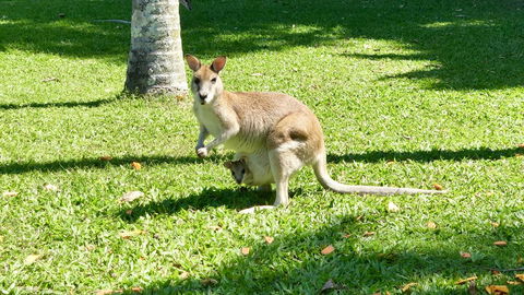 Argosy On The Beach - Accommodation Brisbane 14
