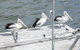 Gaia On Bribie Island - thumb 40