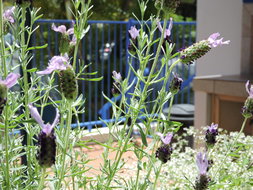 Book Pacific Paradise Accommodation Accommodation Brisbane Accommodation Brisbane