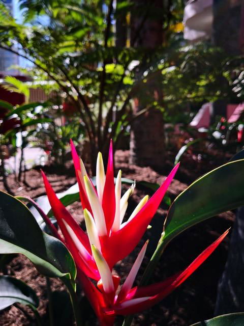 Enderley Gardens Resort - Accommodation Brisbane 14