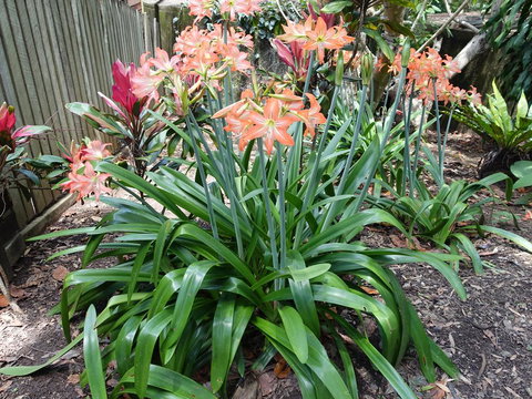 Winston Cottage - Accommodation Brisbane 2