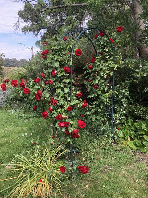 Zen Garde - Accommodation Brisbane 2