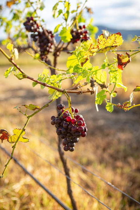 Among The Vines - Accommodation Brisbane 3