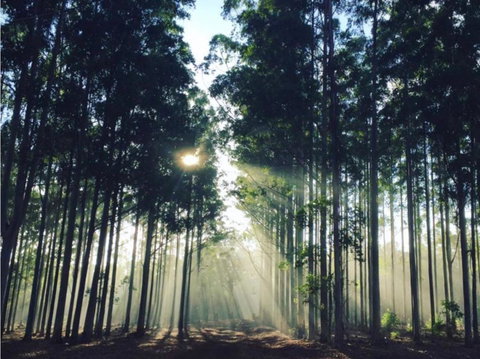 Balingup TimberTop Cottages - Accommodation Brisbane 2